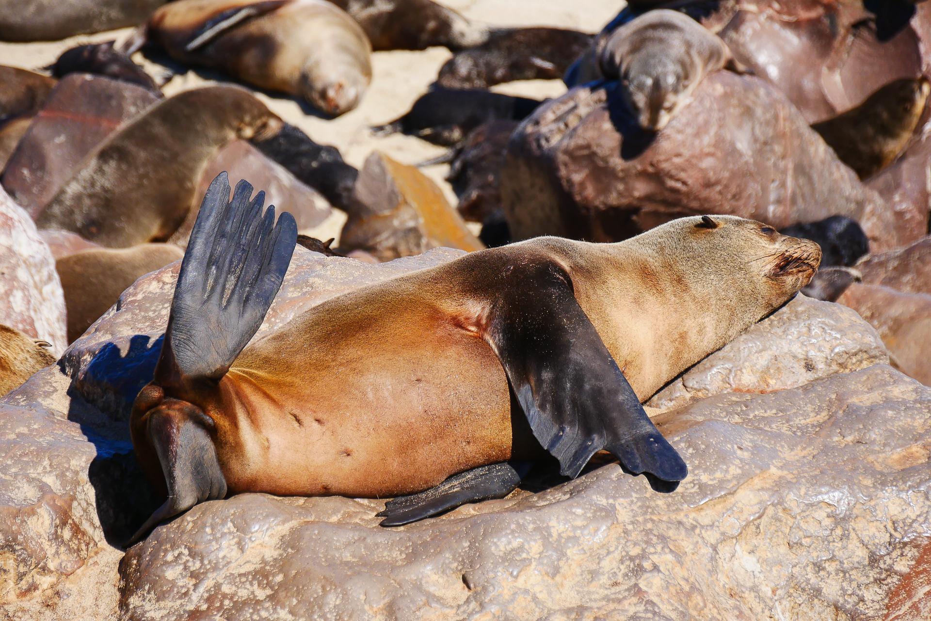 otaries de cape cross namibie