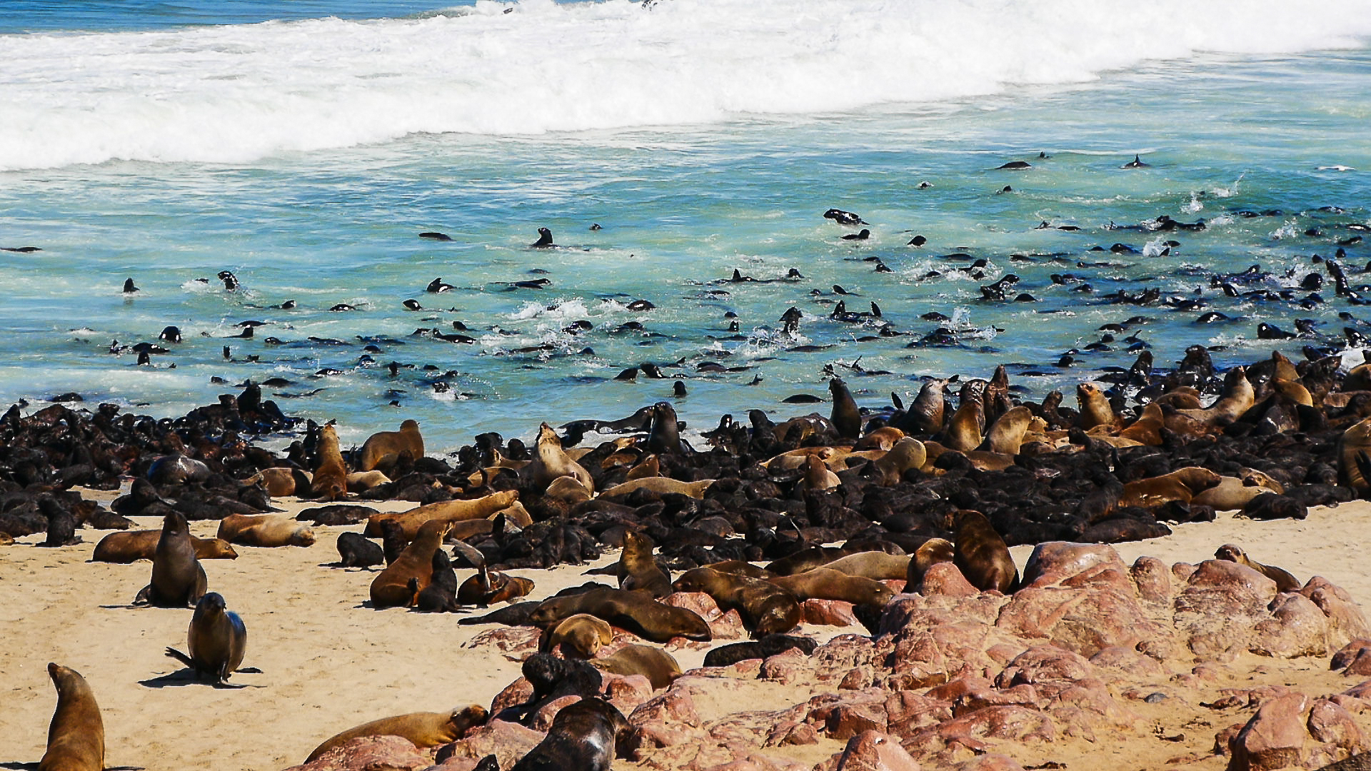 otaries de cape cross namibie