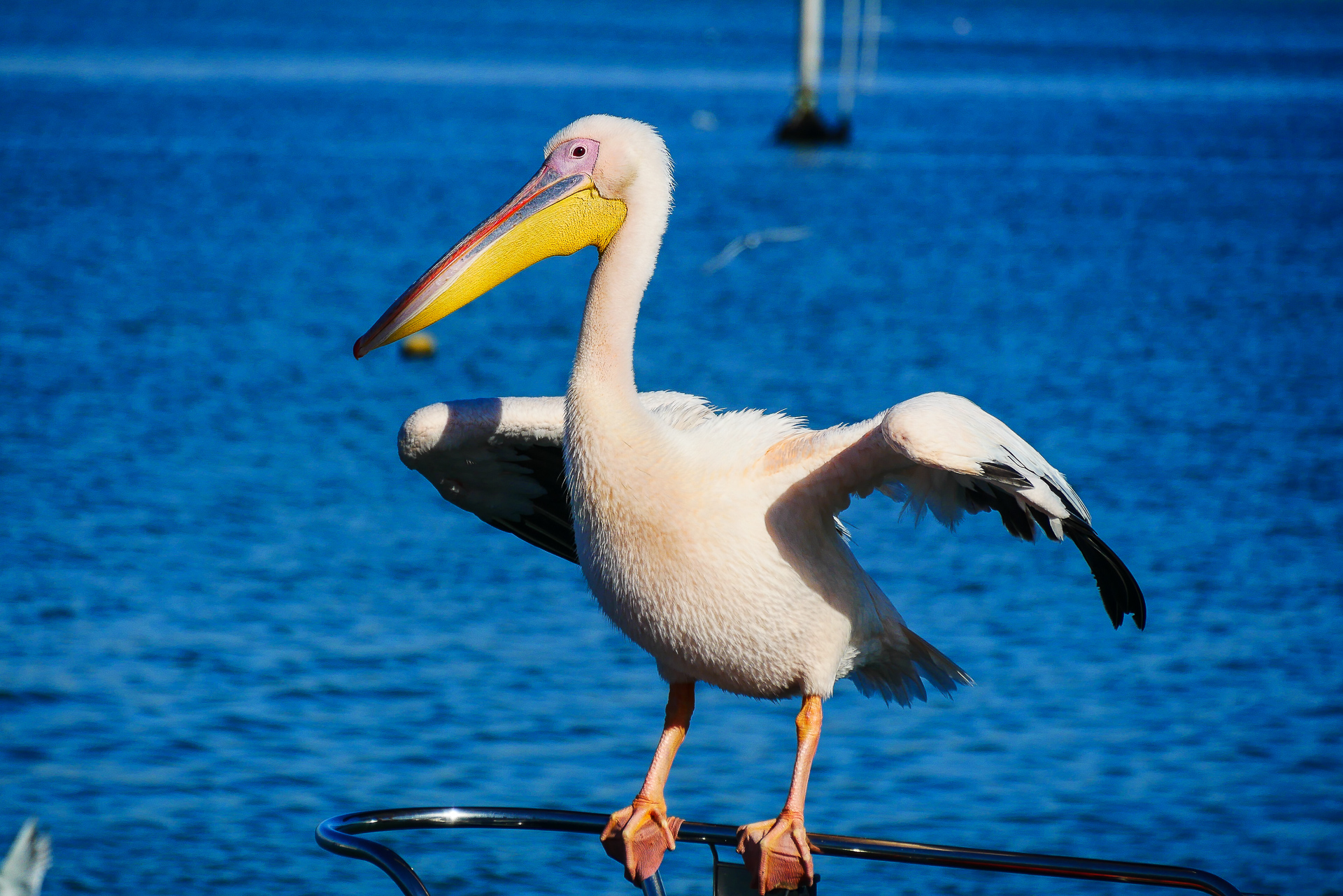 pelican walvis bay Namibie