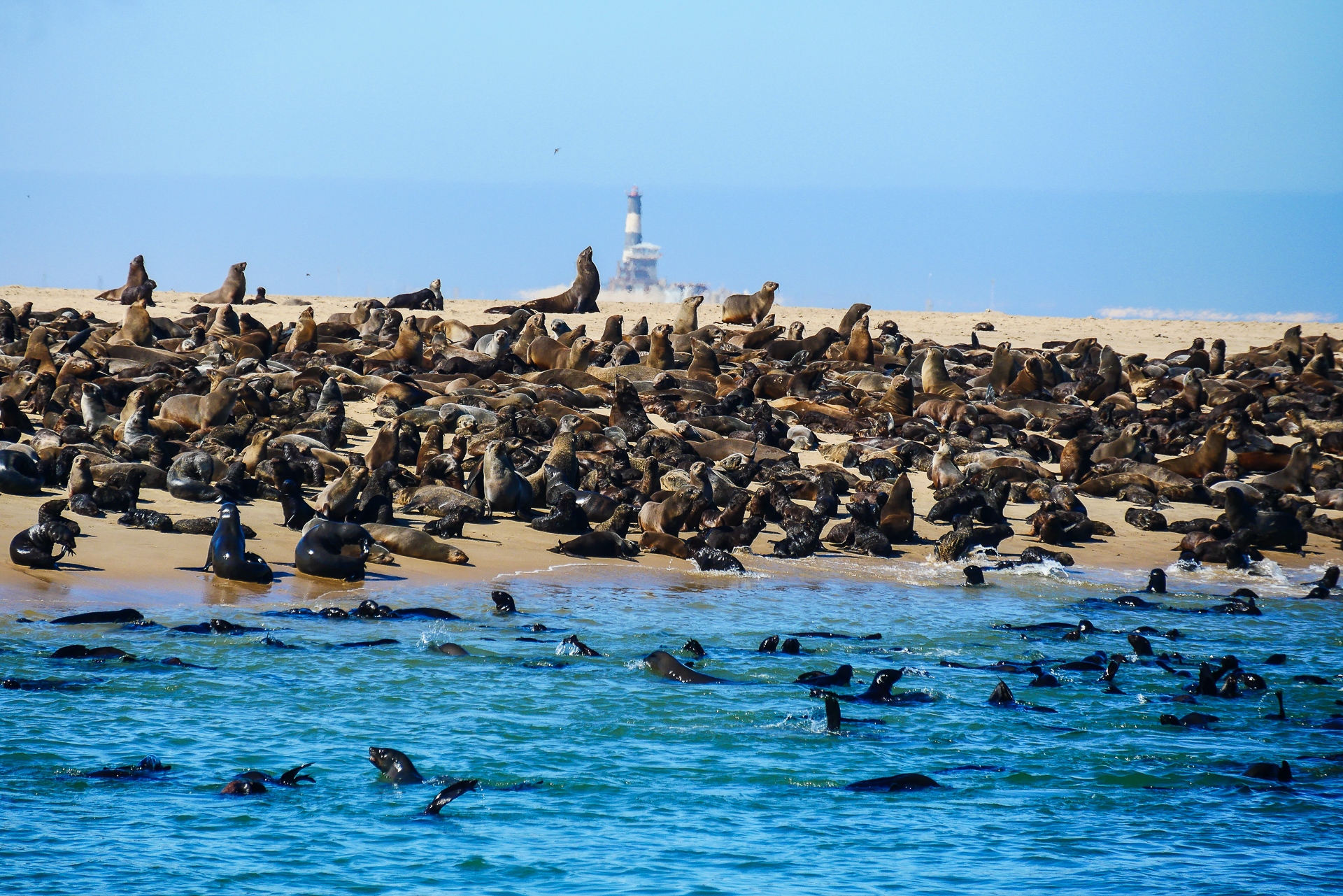 Walvis bay Otaries Namibie