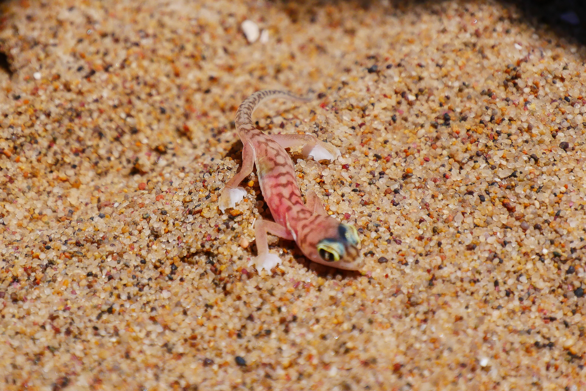 Geko desert du namib 