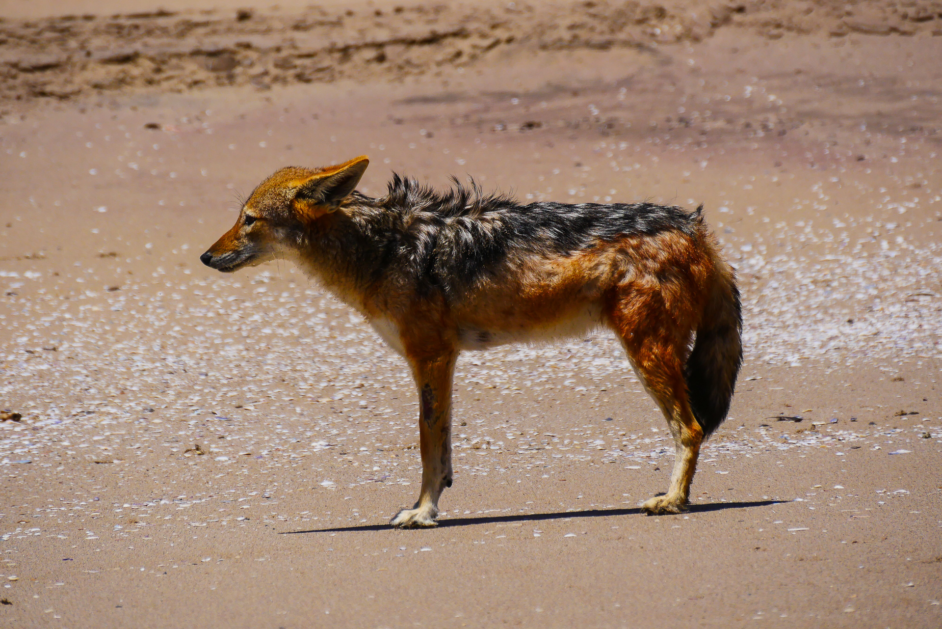 chacal à chabraque Namibie