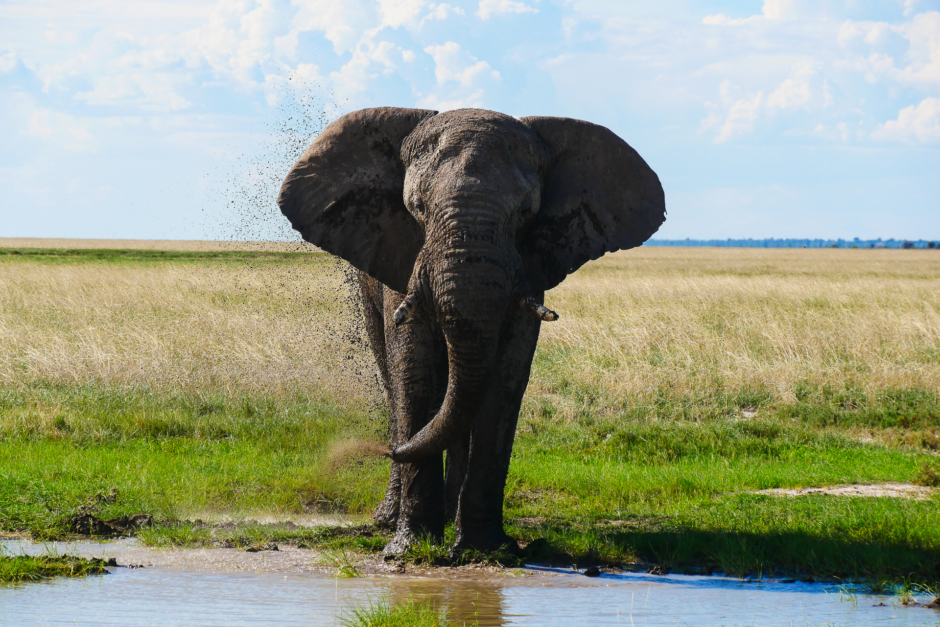 Elephant parc etosha Namibie