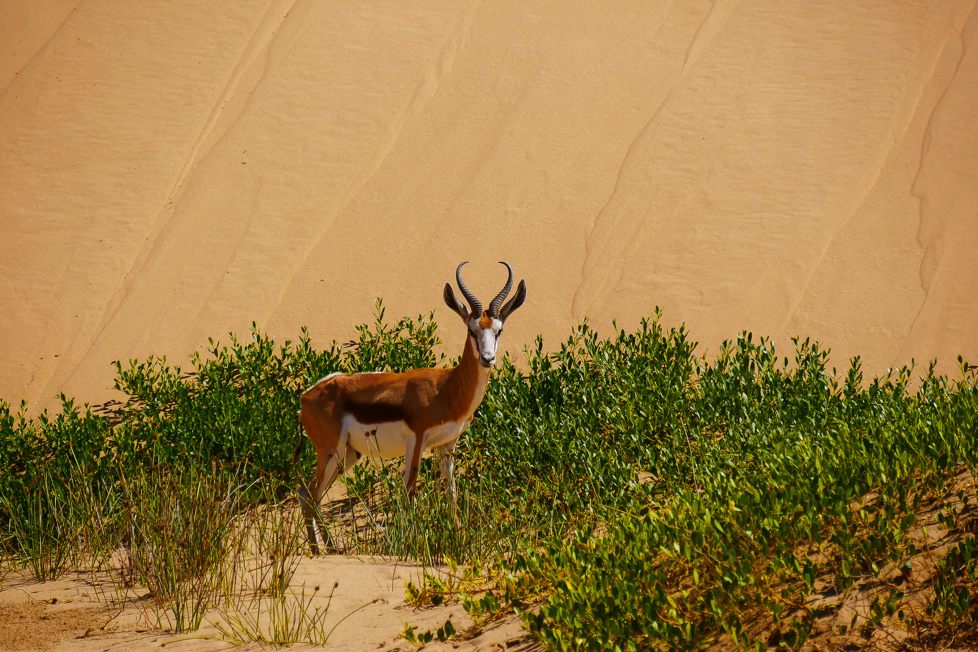 springbok Namibie