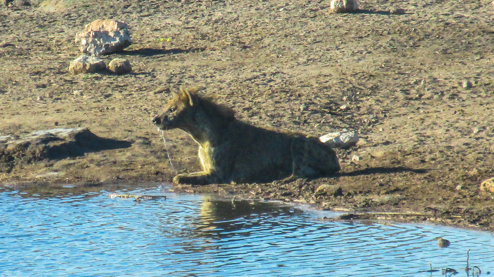 hyènes parc d'Etosha Namibie