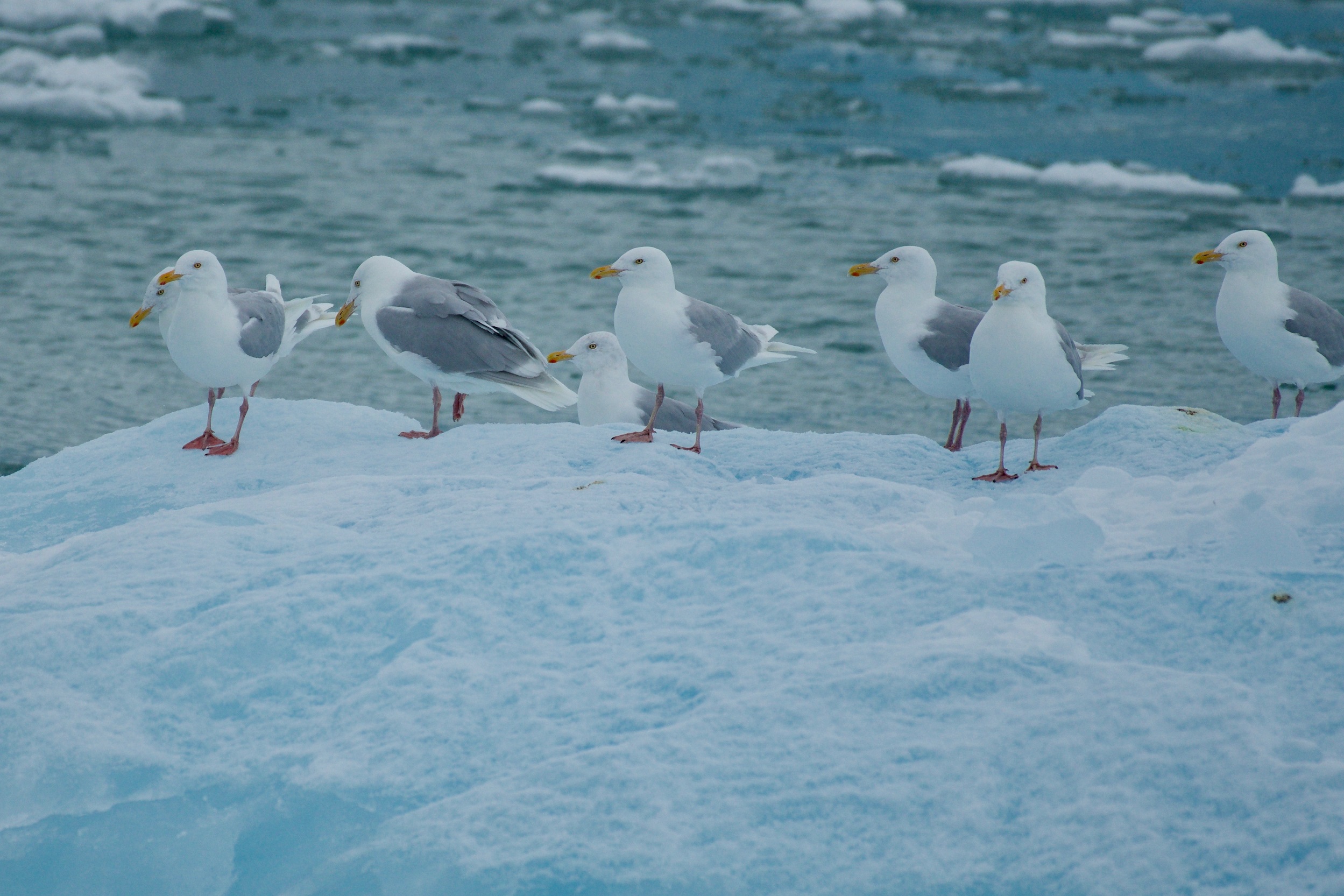 Mouette sur un iceberg Spitzberg