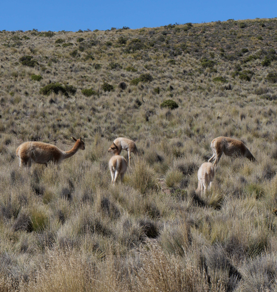 Cerro Hornocal et Humahuaca