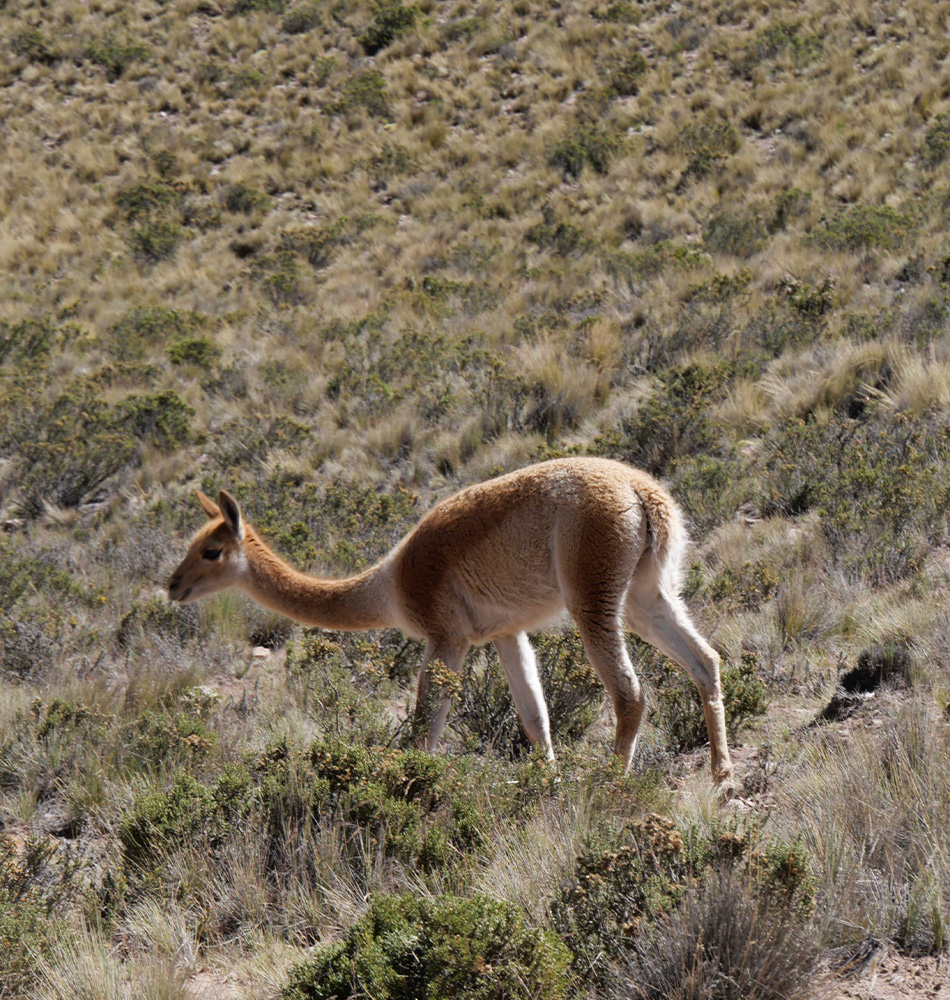 Cerro Hornocal et Humahuaca