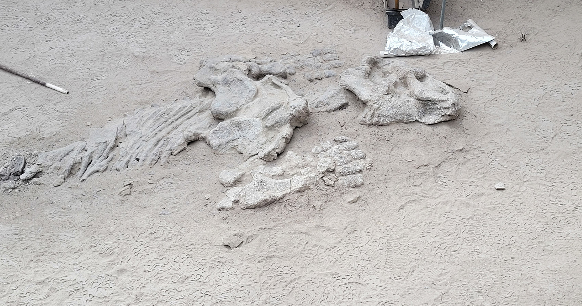 Fossile de dinosaures, Ischigualasto