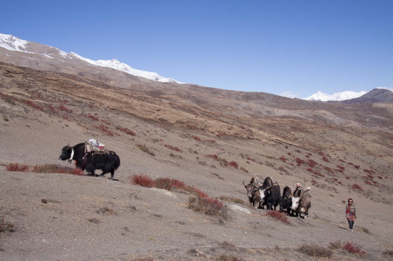 Yacks Haut Dolpo