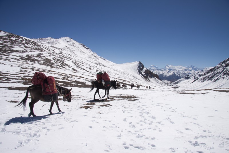 Dolpo pa et chevaux Népal 