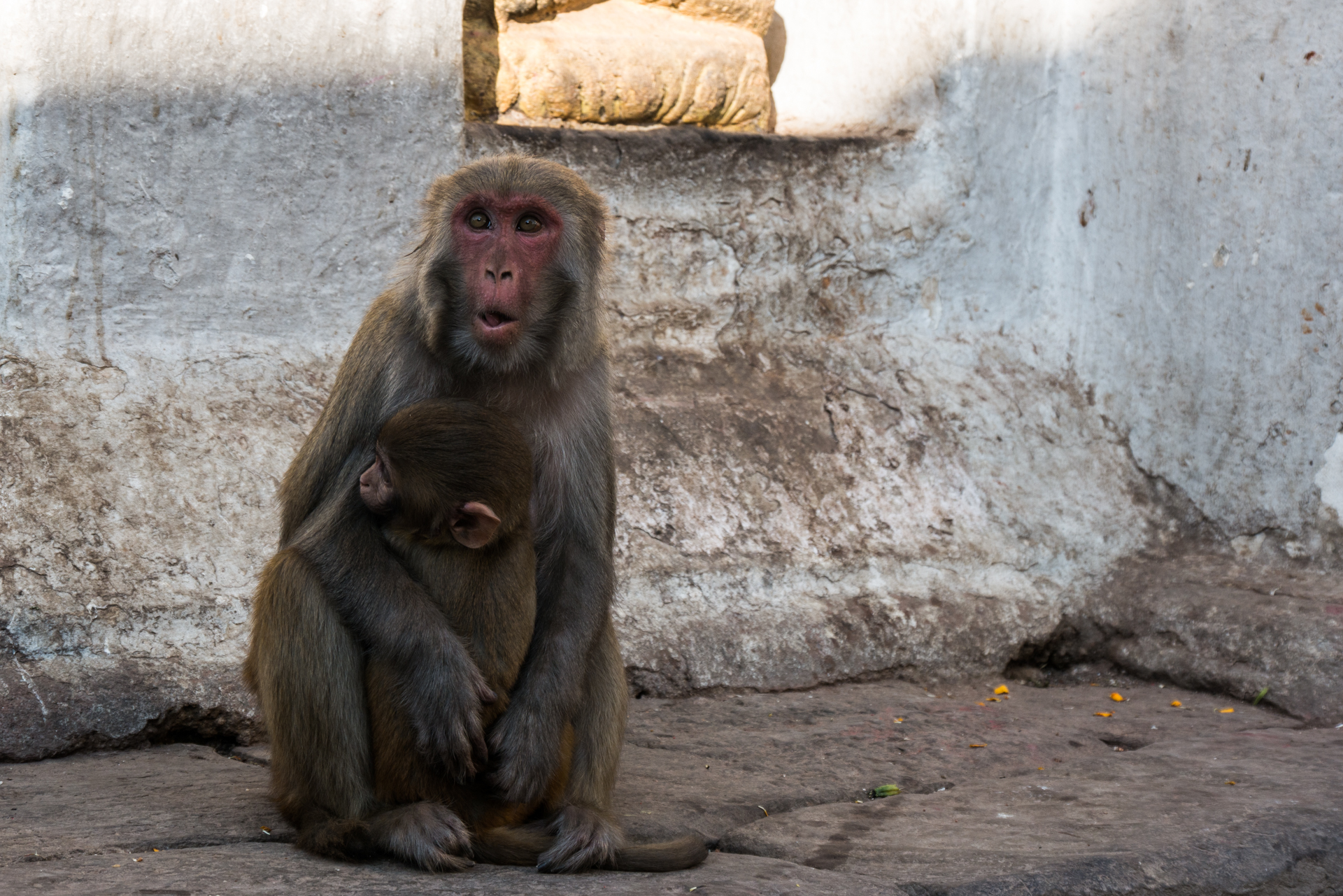 Des centaines de singes habitent les lieux - La vallée de Kathmandu