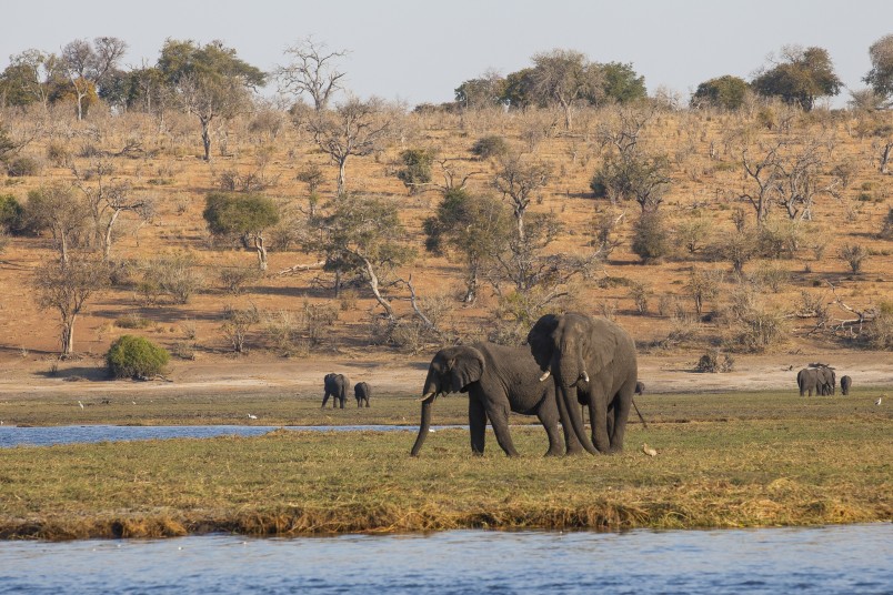 Les rives de chobe