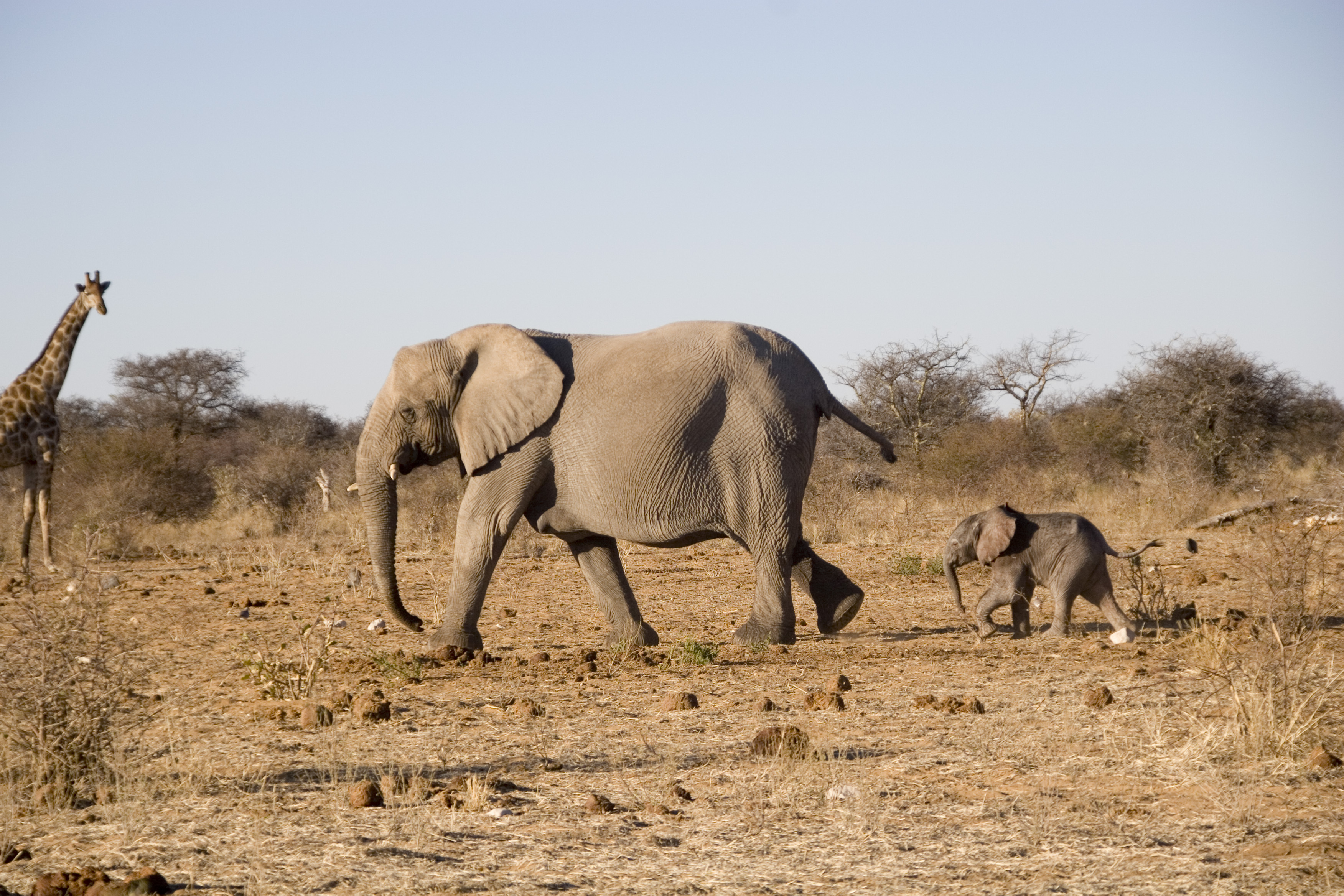 Elephants Safari parc Etosha Namibie