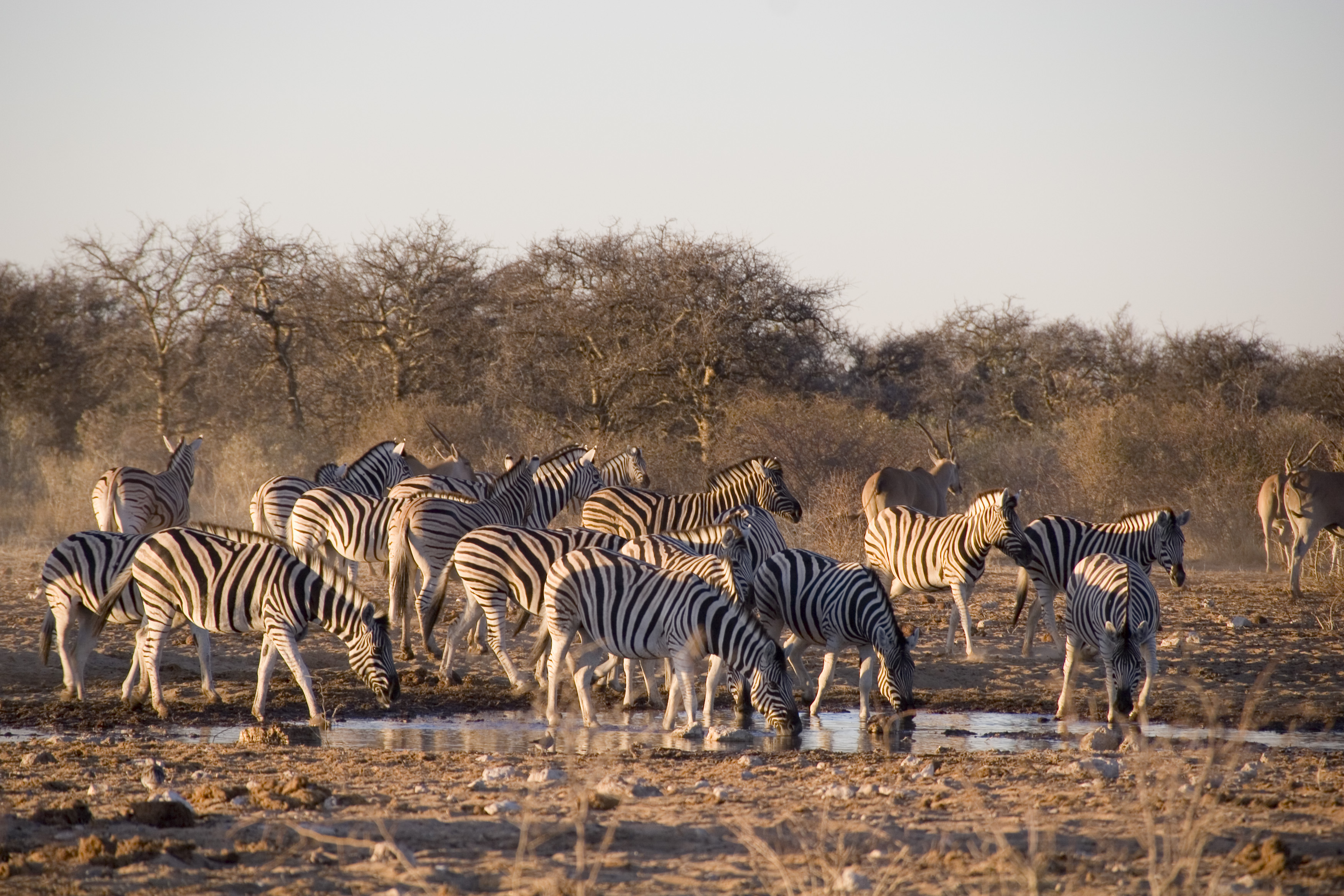 Zèbres Safari parc Etosha Namibie