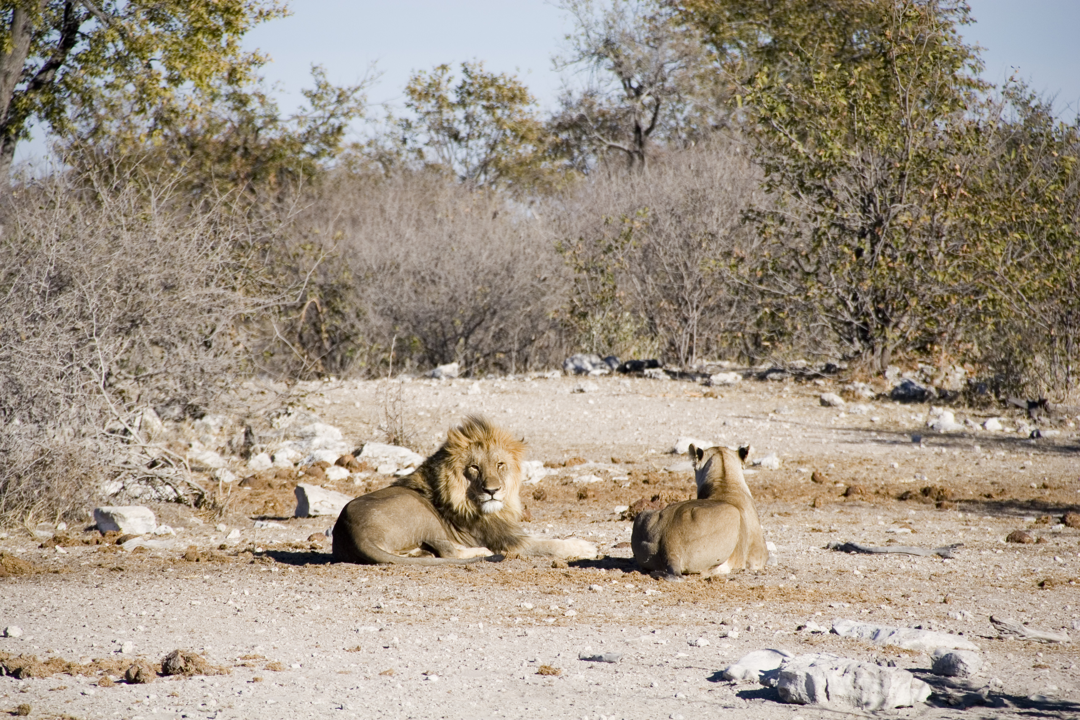 Lions