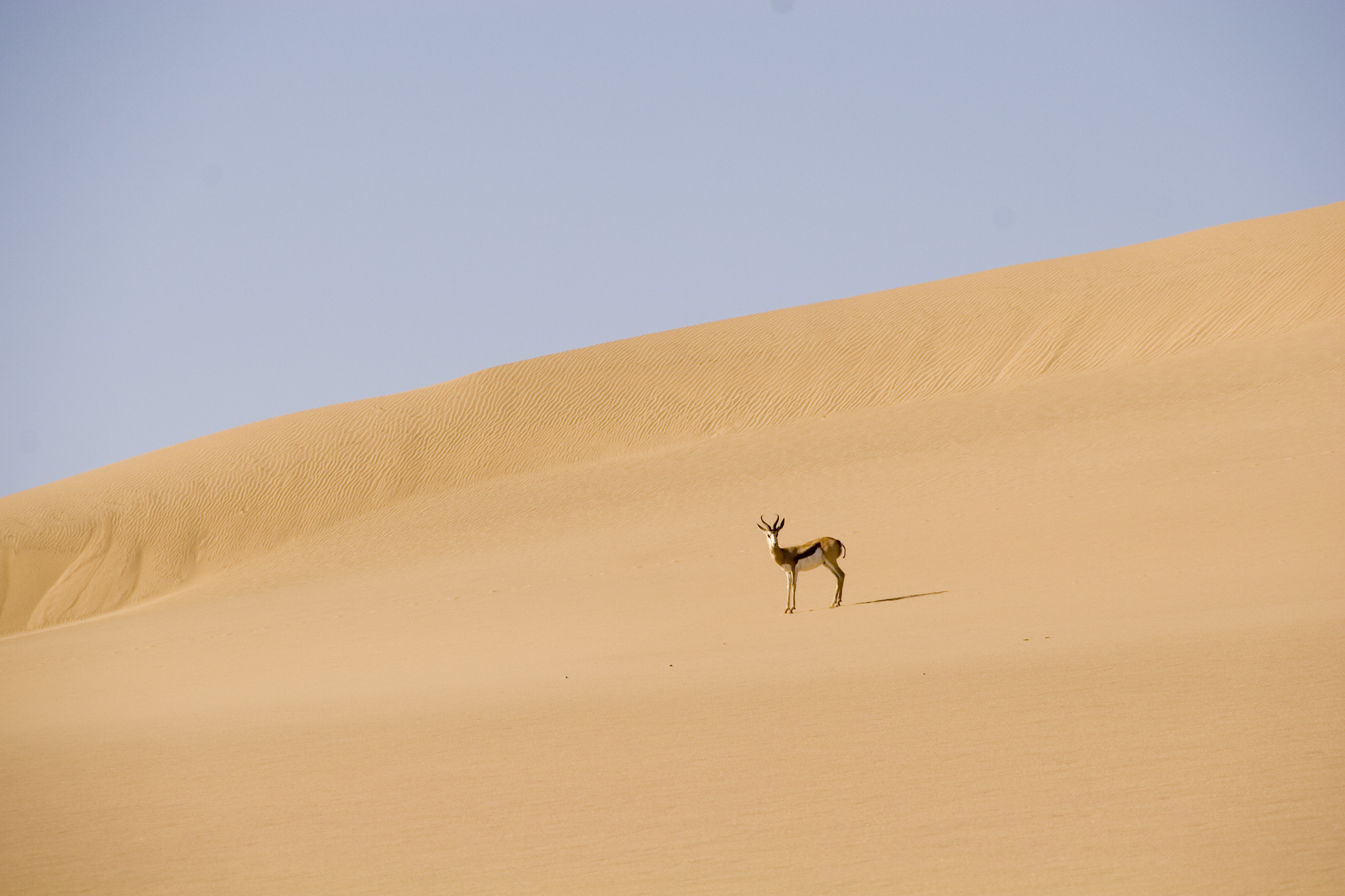 Springbok desert namibie