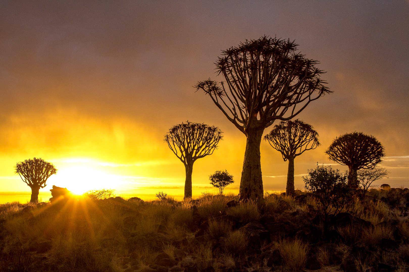 Arbre à carquois kakerboom namibie