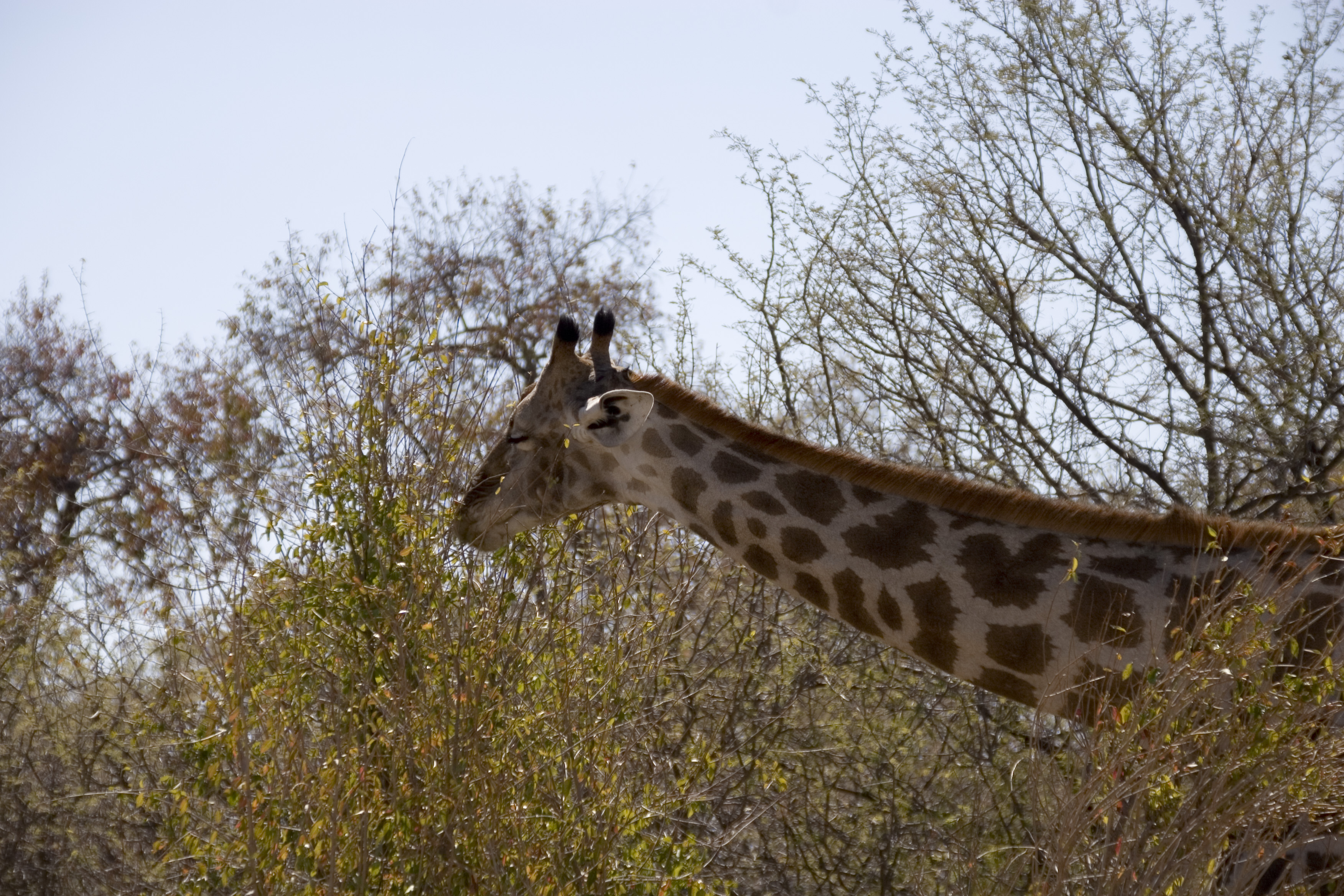 Girafe