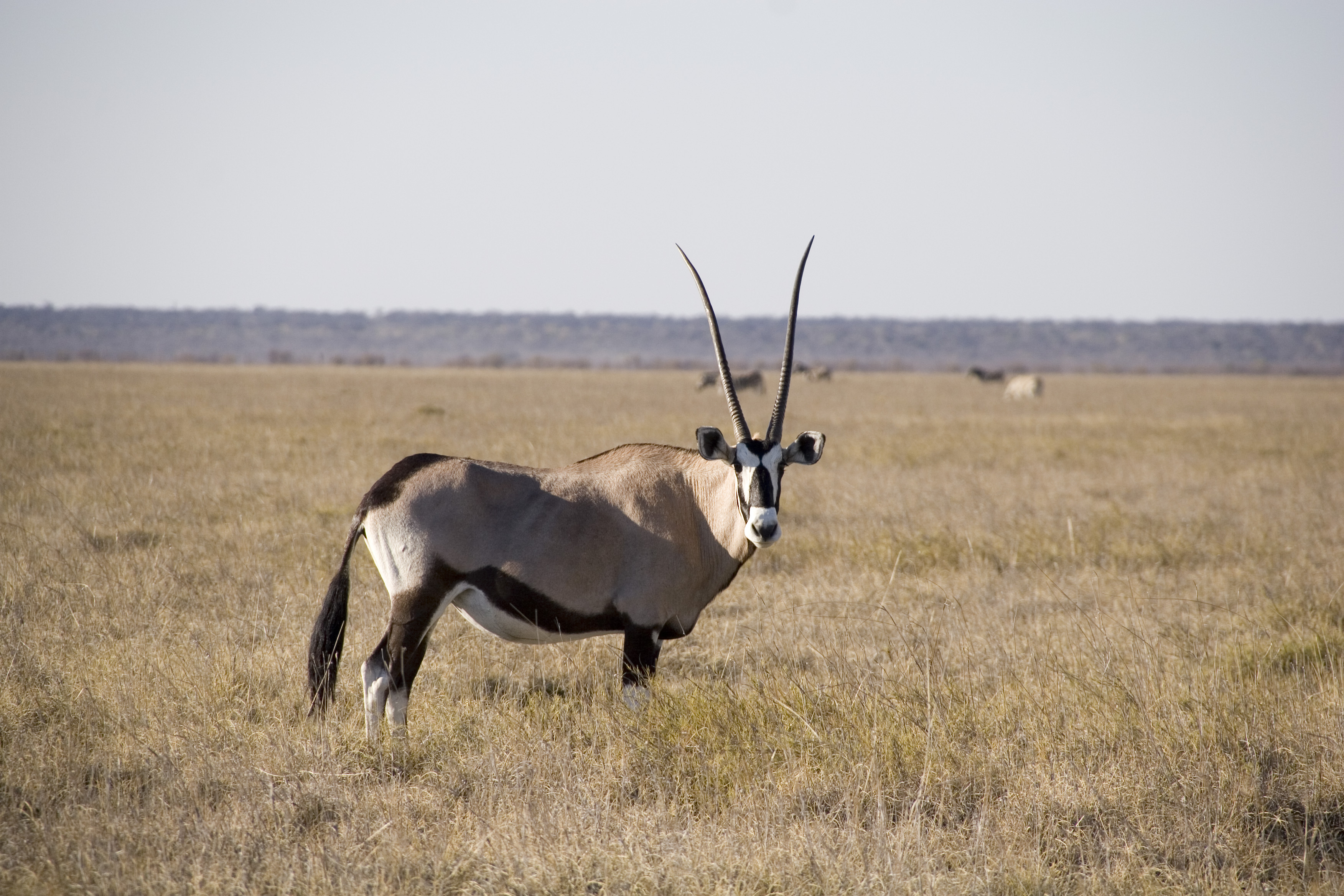  Kalahari