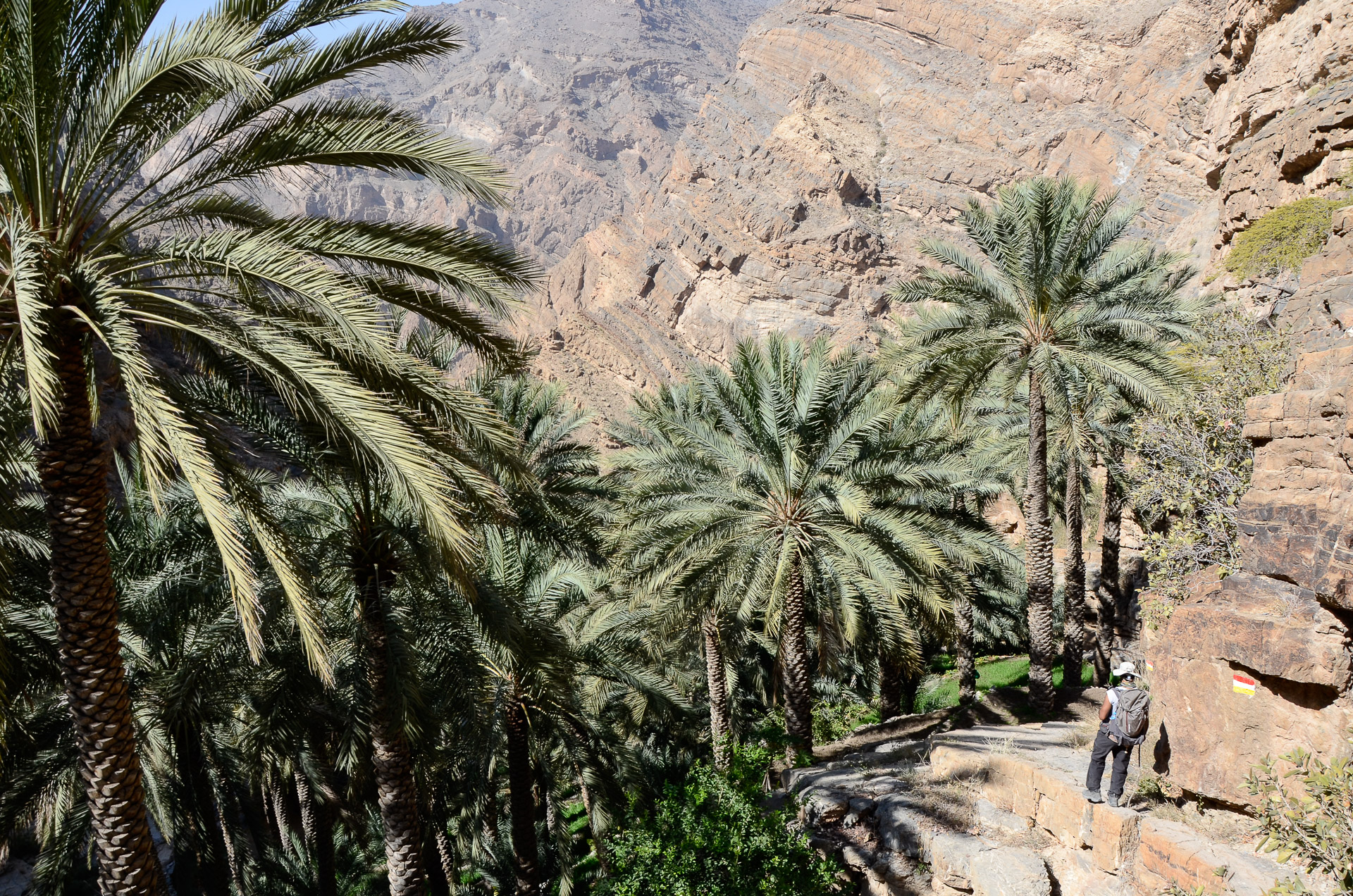 Palmeraie typique du Djebel Akhdar