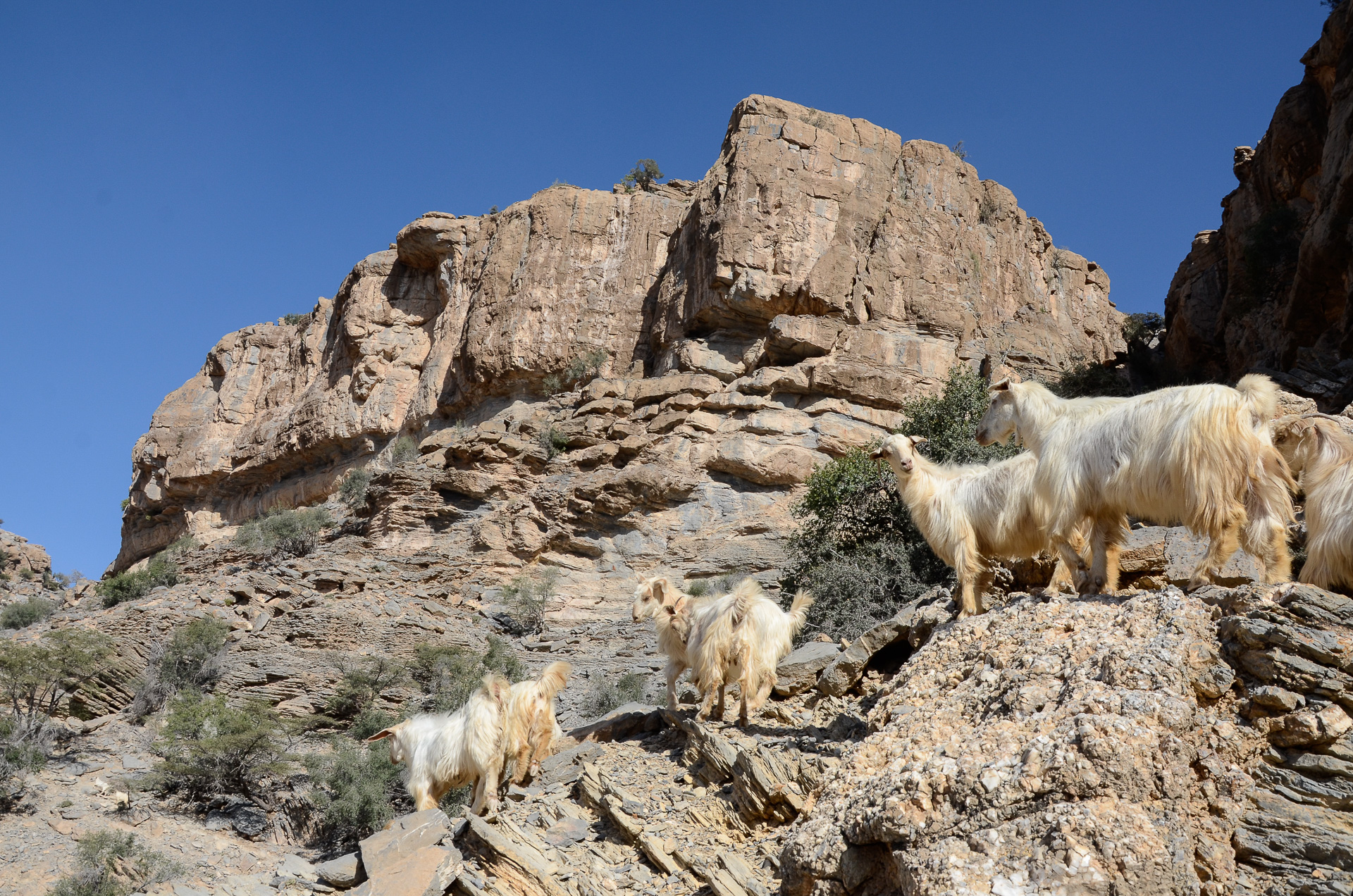 chèvres des montagnes Oman