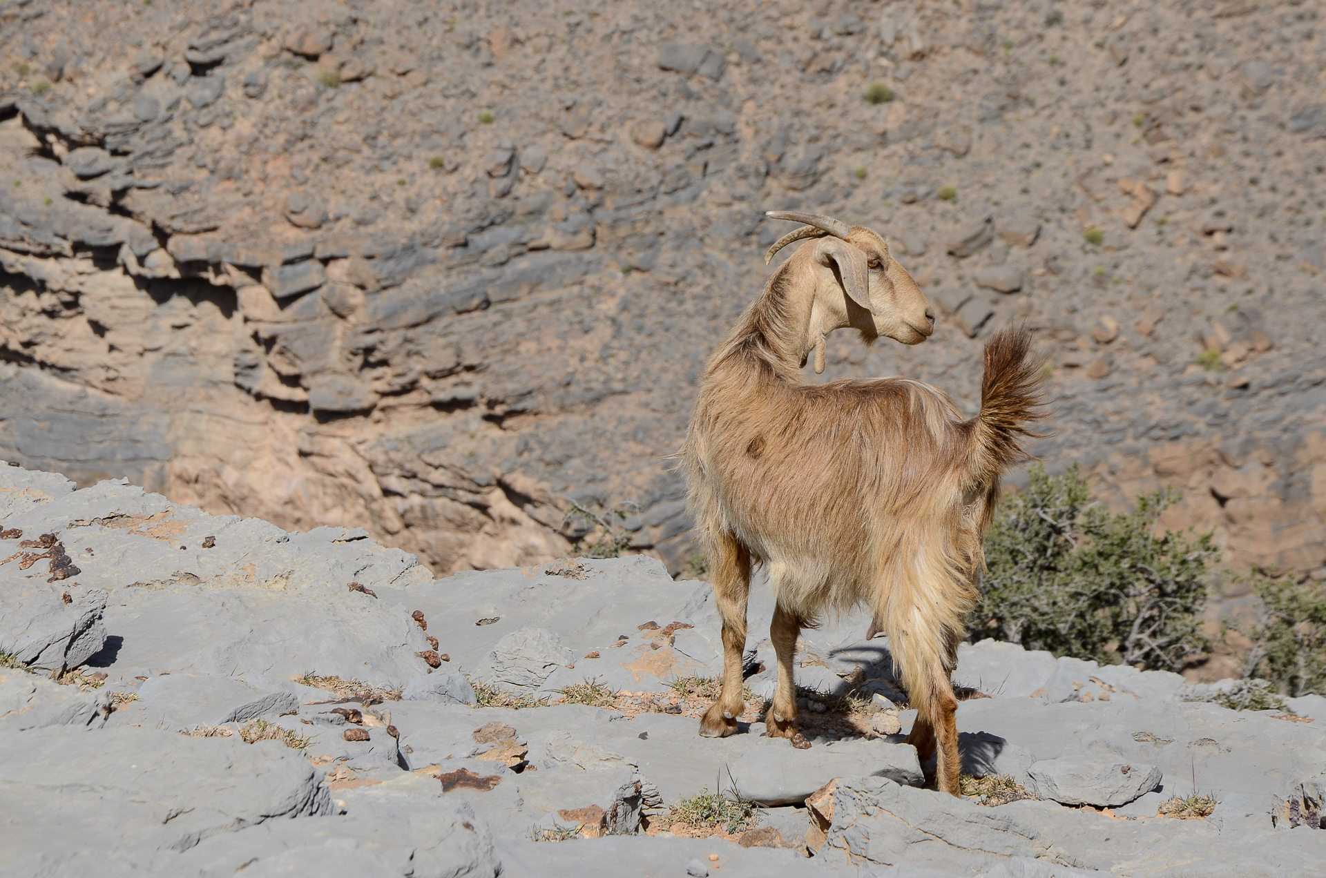 Trek Wadi Al Farah