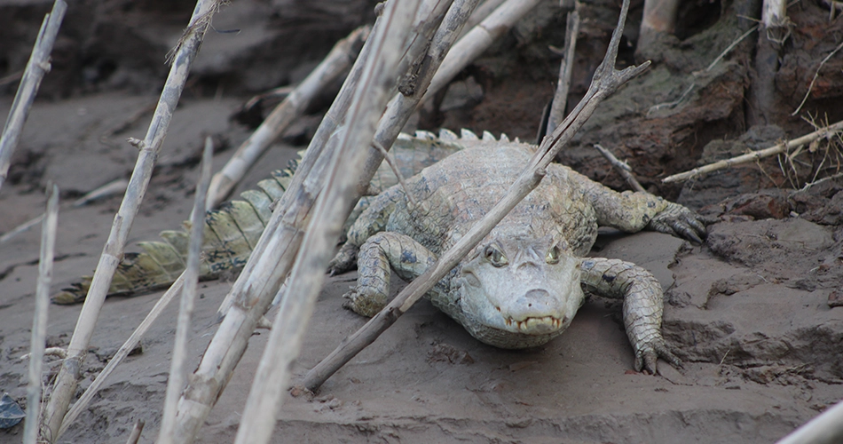 Caiman_Amazonie