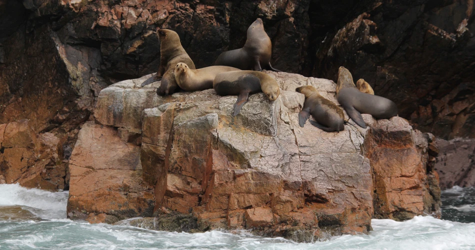 Lions de mer sur les îles Ballestas - Pérou