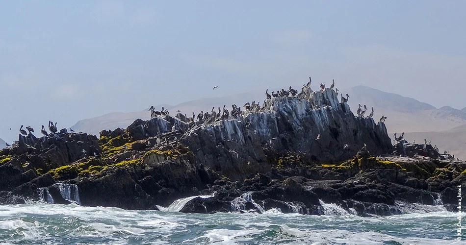 Lions de mer sur les îles Palomino, Pérou