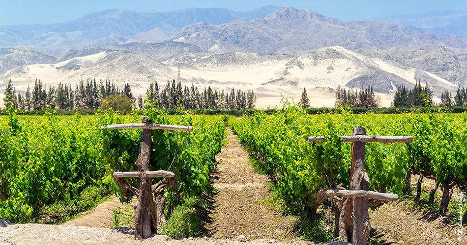 Vignoble luxuriant de Pisco péruvien 