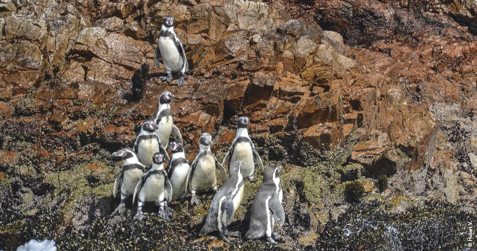 Manchots d'Humboldt, Pérou