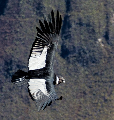 Majestueux condor des Andes