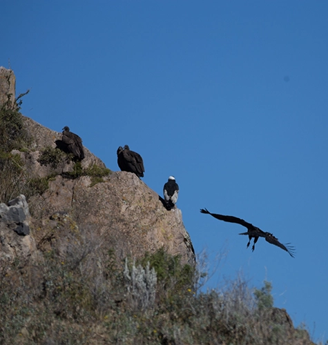 Majestueux condor des Andes