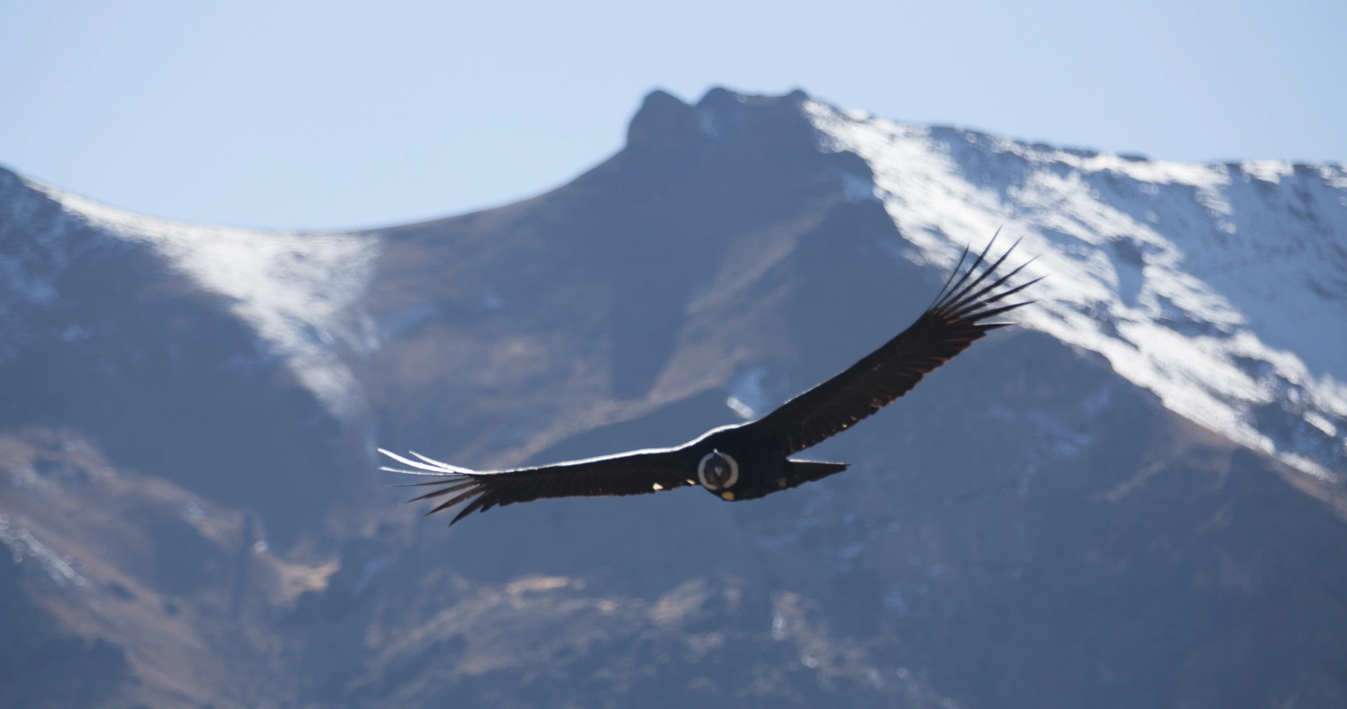 Majestueux condor des Andes