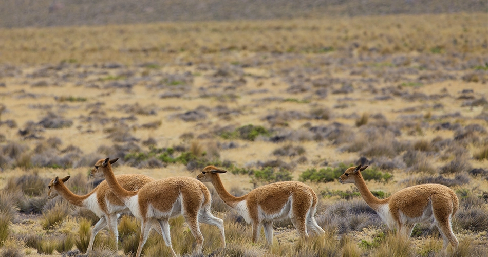 Faune Canyon de colca