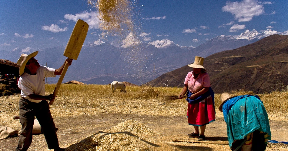 Activité agricole dans la Cordillère Noire - Pérou