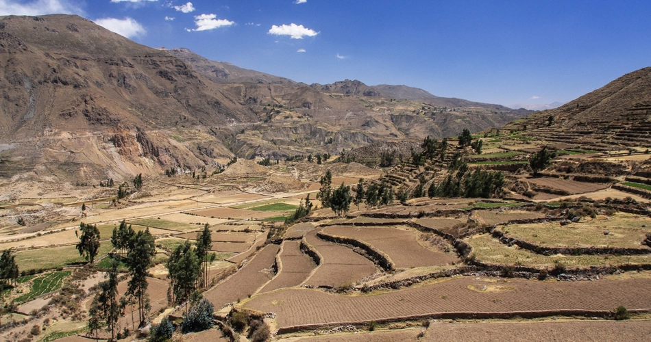 Les terrasses cultivées dans le canyon de Colca - Pérou