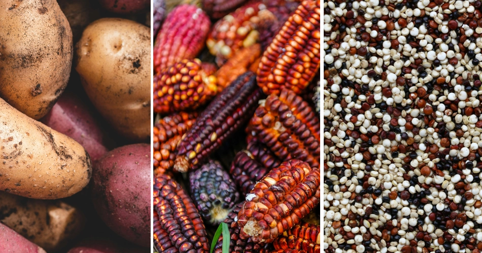 Papa, mais et quinoa