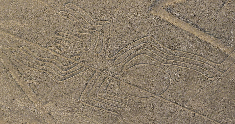 Araignée de Nazca