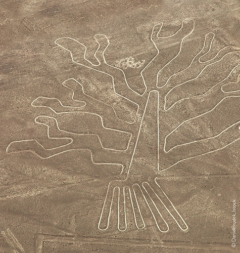 Arbre, site de Nazca