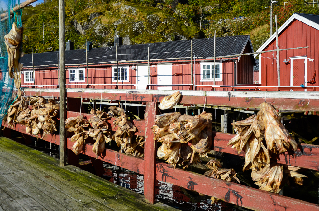 Lofoten : village de pêcheurs de Nusfjord et aurores boréales !