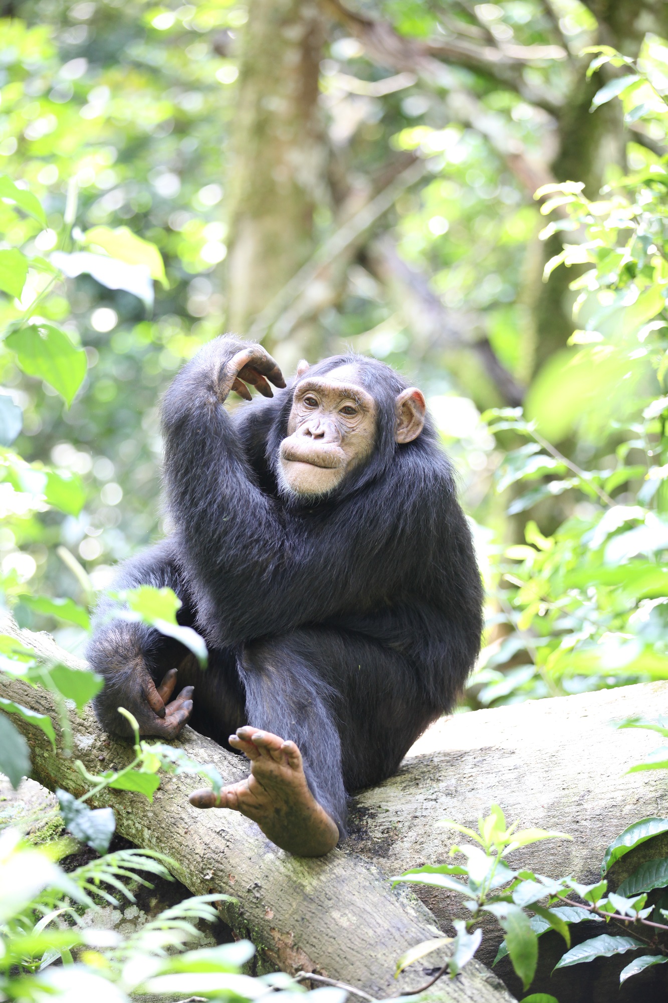 Chimpanzé ouganda