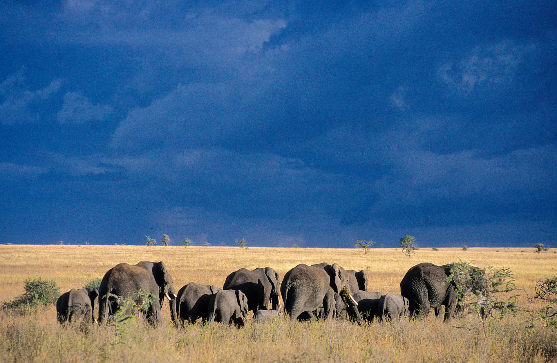 Elephants hardes Kenya Tanzanie