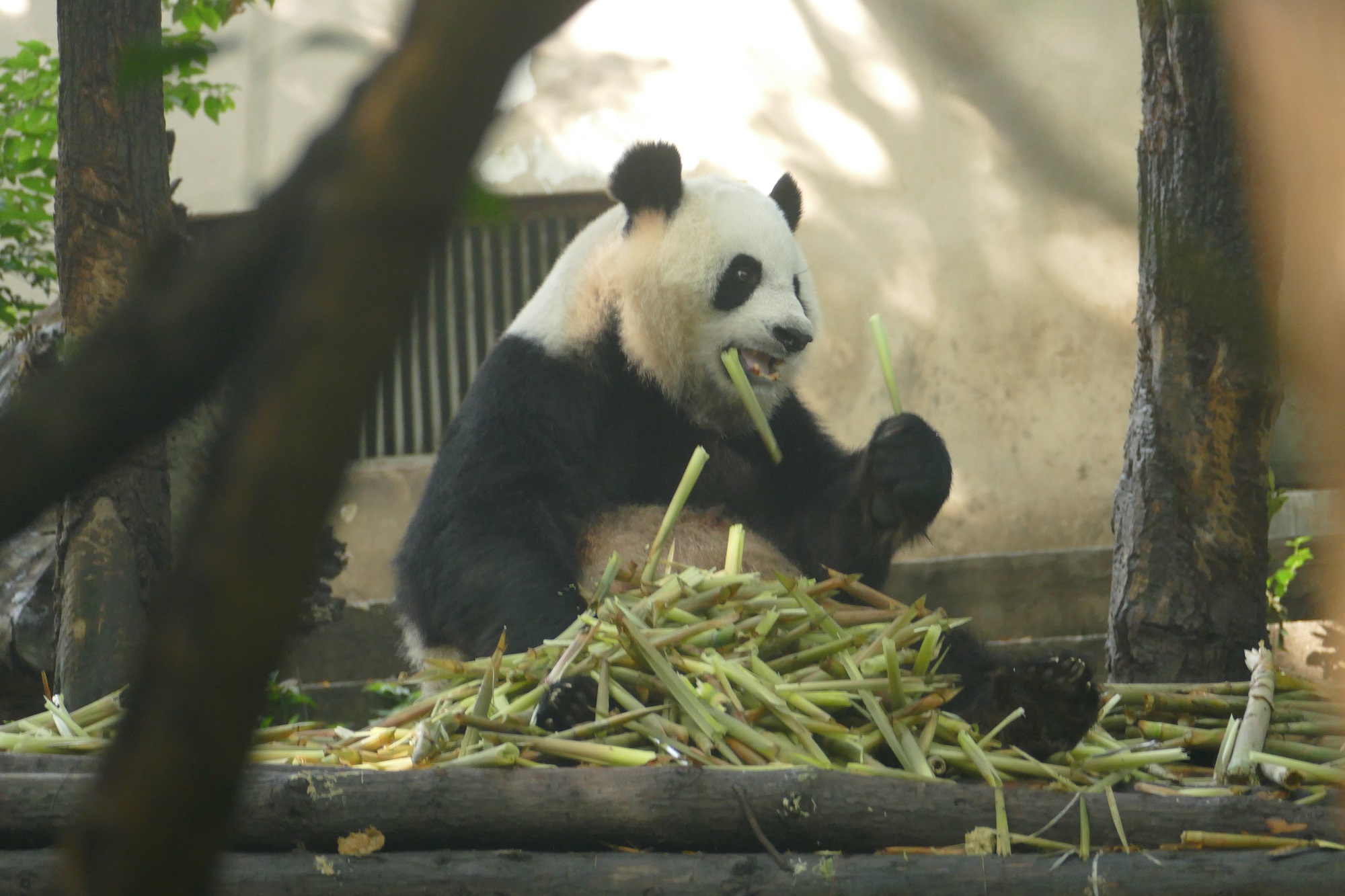 Chengdu panda