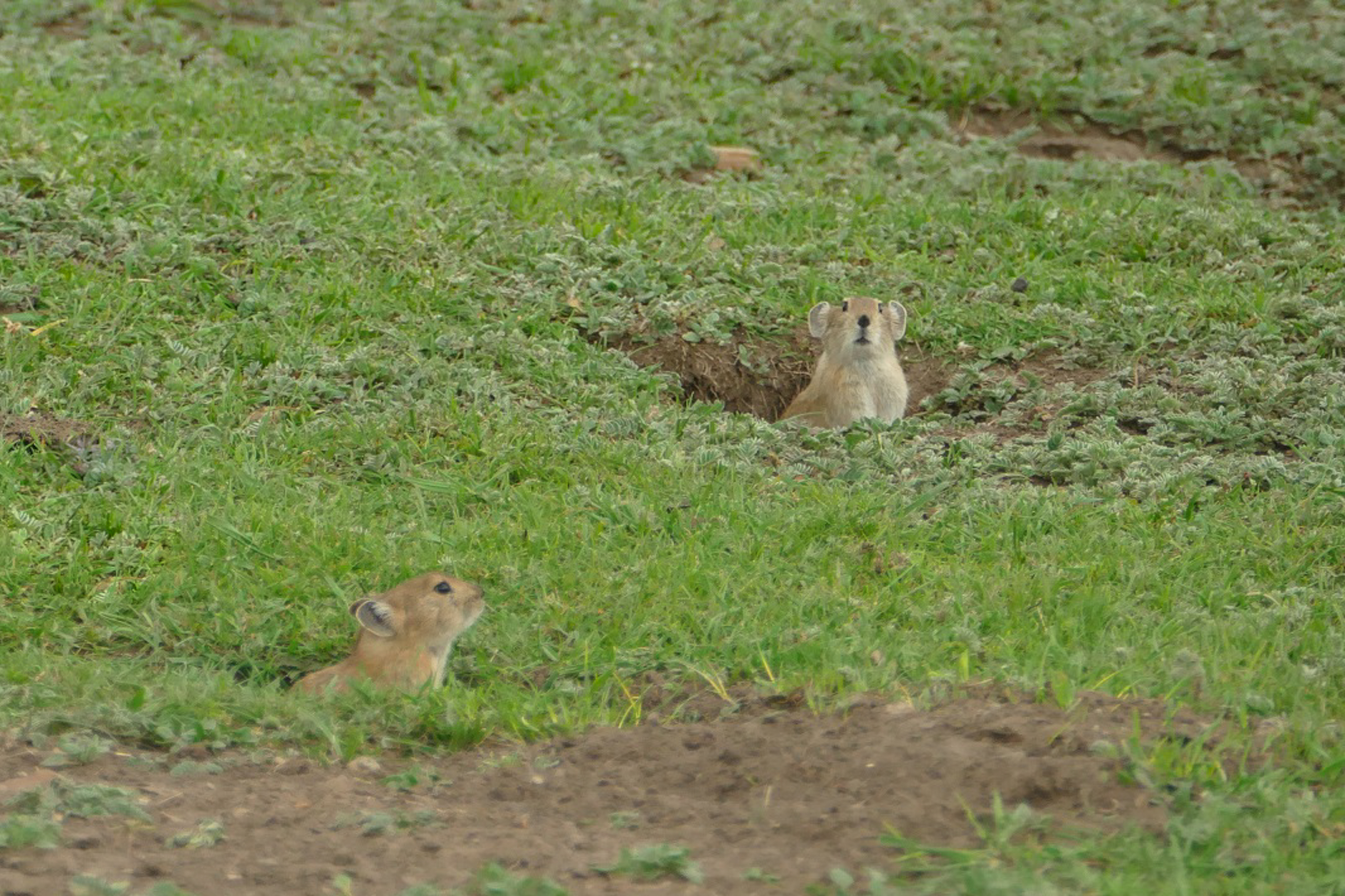 Pikas tibétains - rongeurs du Tibet Amdo