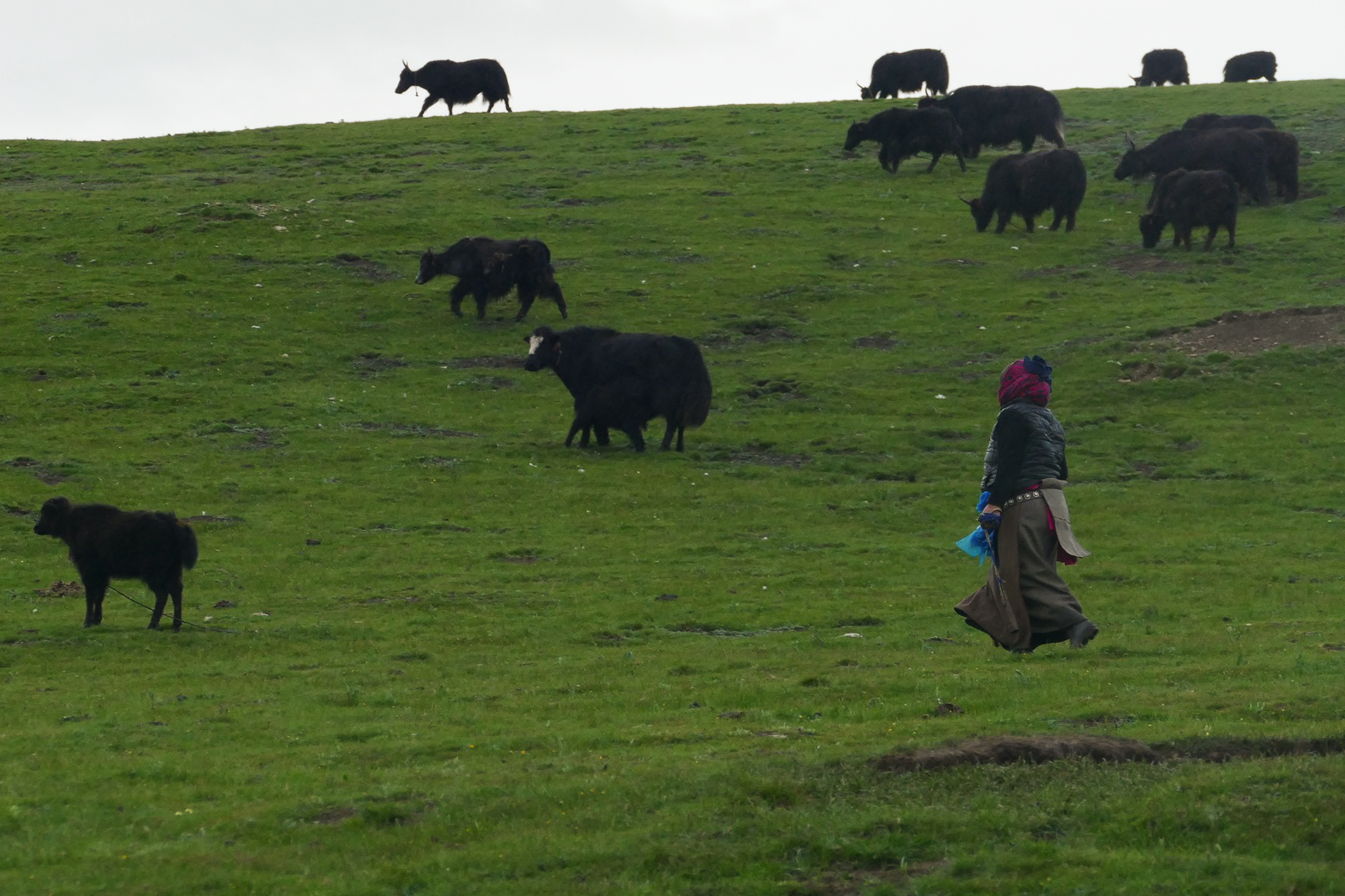 retour des yaks Amdo