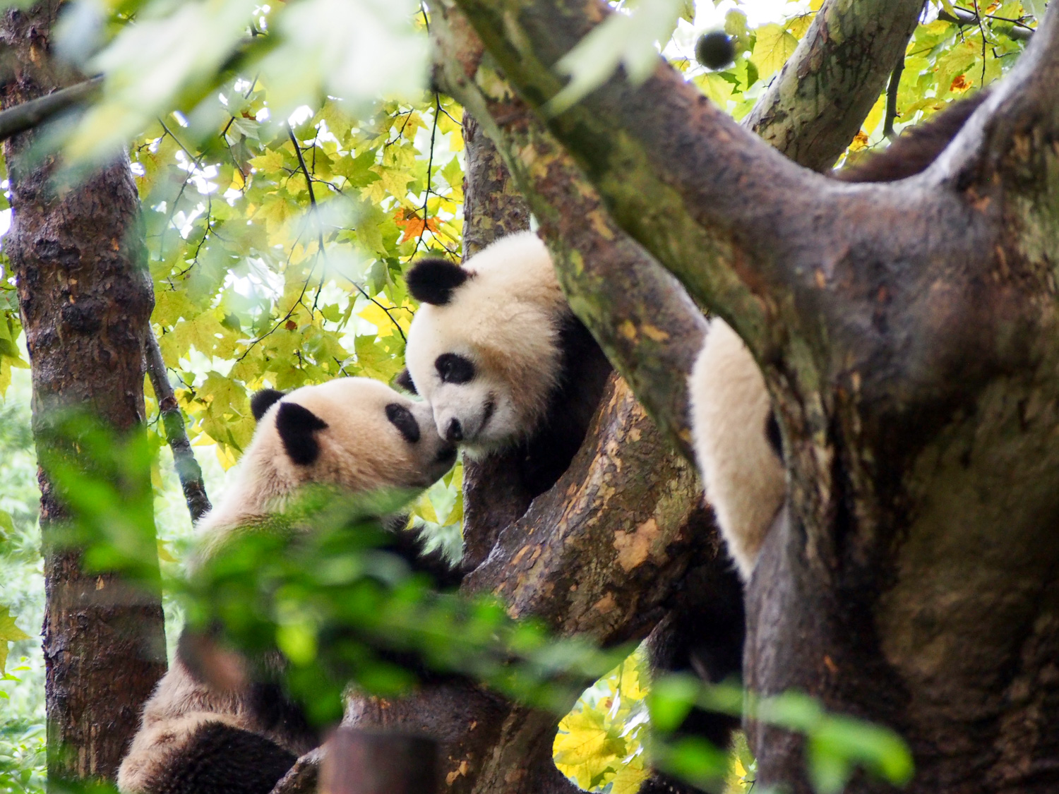 pandas de Chengdu