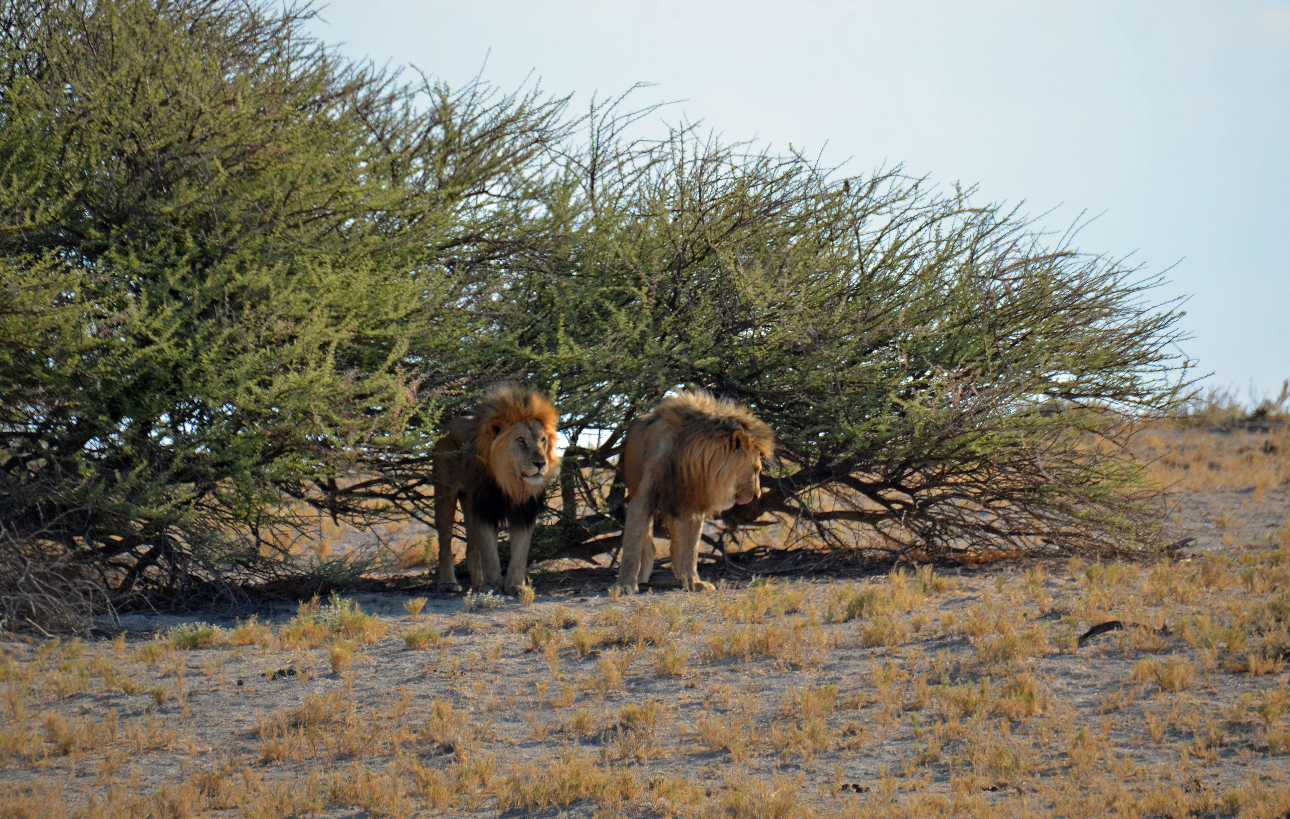 Namibie