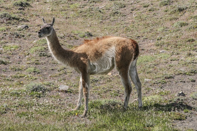 La Patagonie, au cœur d’une nature intacte